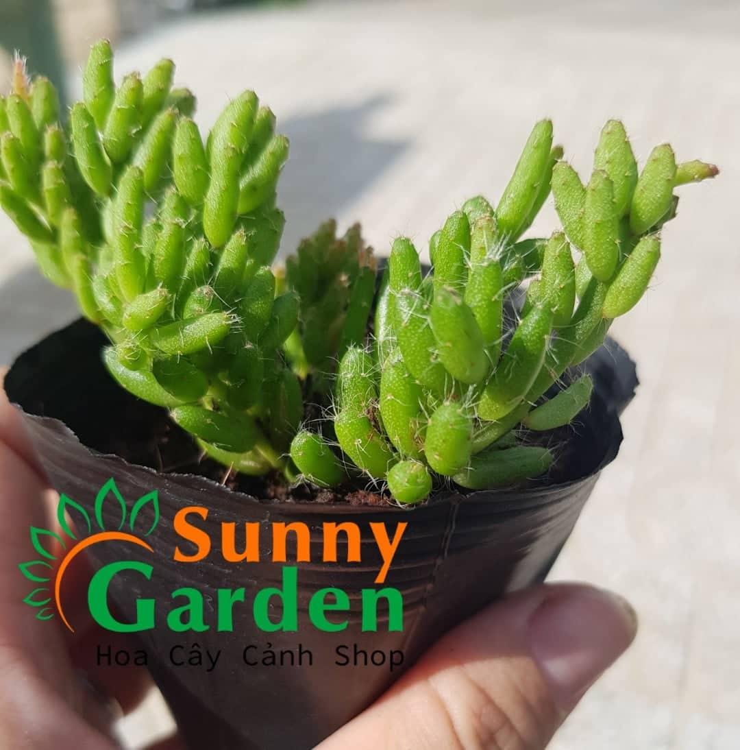 Sen Đá Hạt Gạo