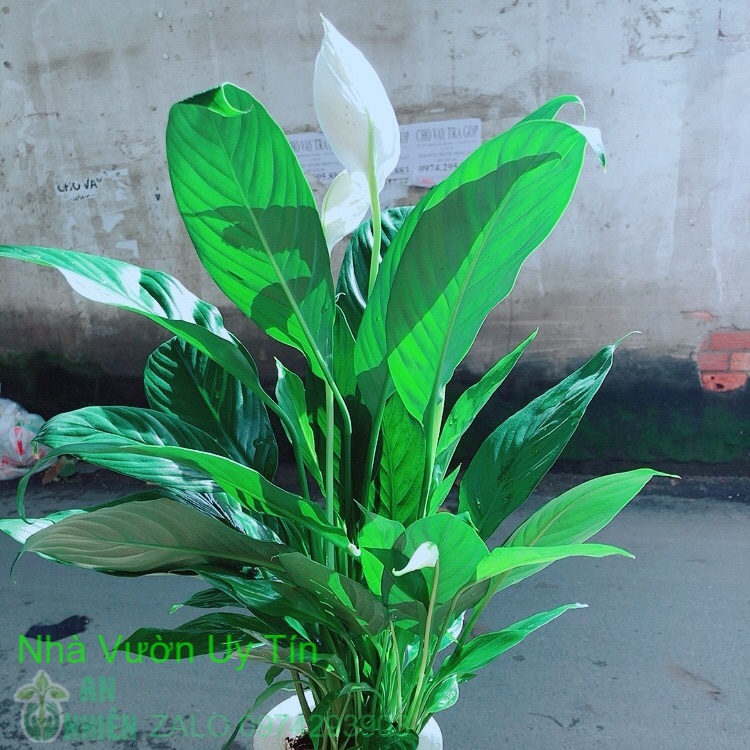 [HCM]Chậu Lan Ý Thuỷ Sinh