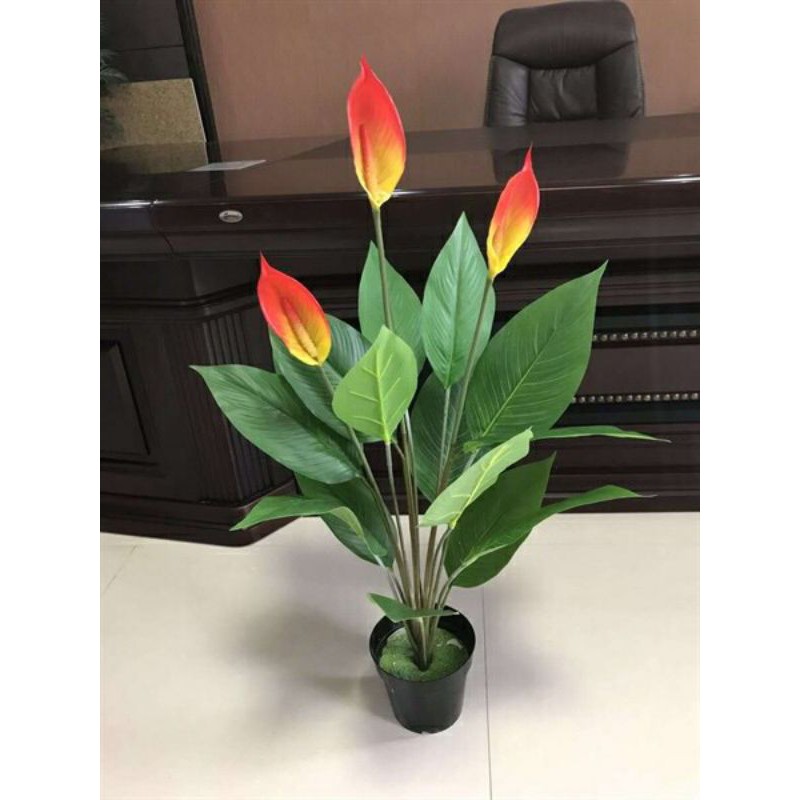 Cây lan ý giả cao 90cm