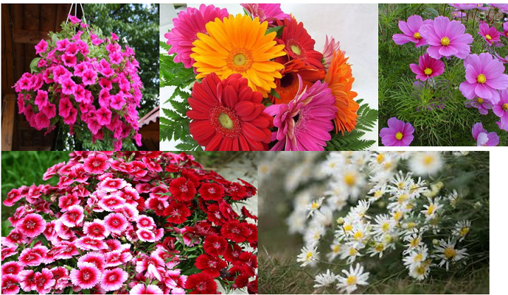 Combo of 5 kinds of flower seeds (mix-money Carnation butterfly-multi-color buttons-rosemary mix white microphone)-vibrant colorful flowers easy to grow-shallow yellow seeds