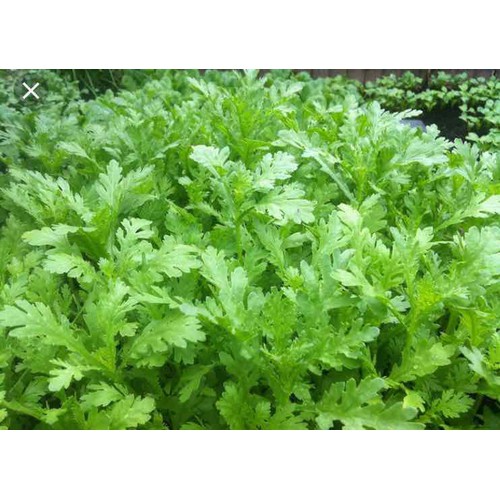 hạt giống Cúc Nếp ( Tần Ô) cao sản