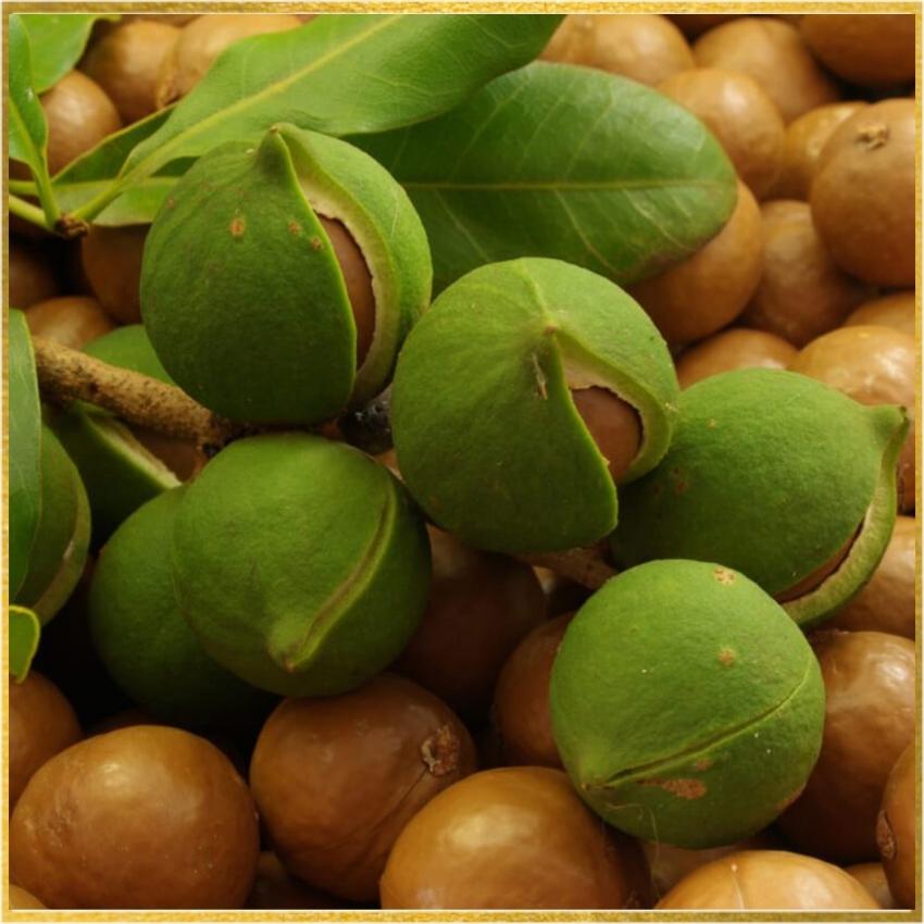 [FREESHIP] HỘP 500G HẠT MẮC CA MACADAMIA -LISA2FOOD