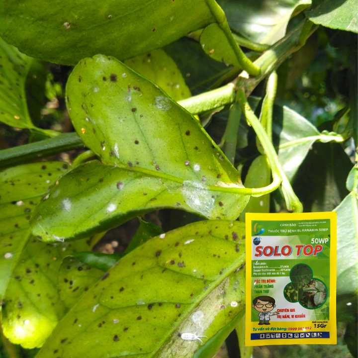 Thuốc Trừ Bệnh Phấn Trắng Hoa Hồng SOLO TOP 50WP