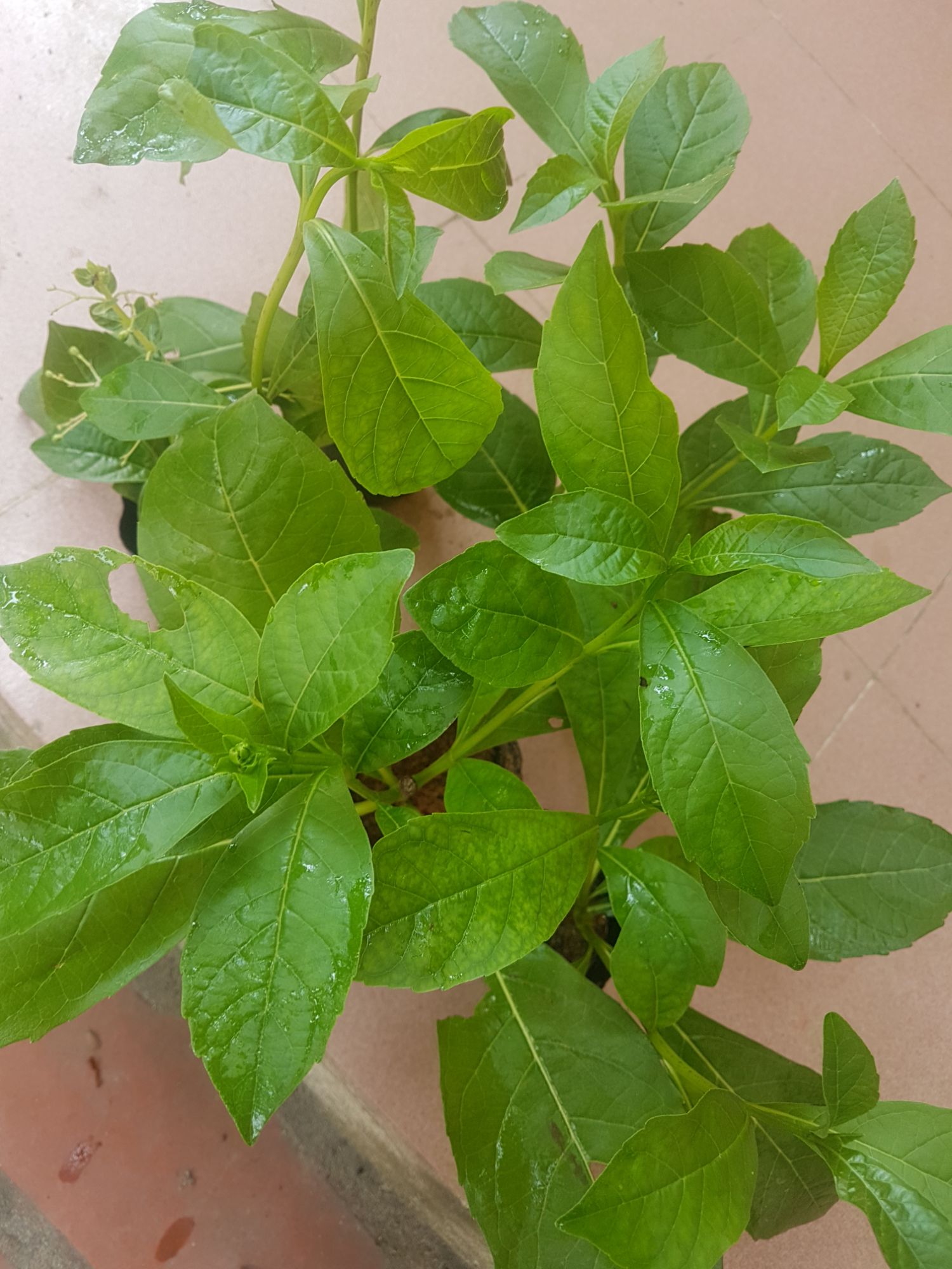 Hoa Thanh Điệp(Hoa Cánh Tiên)