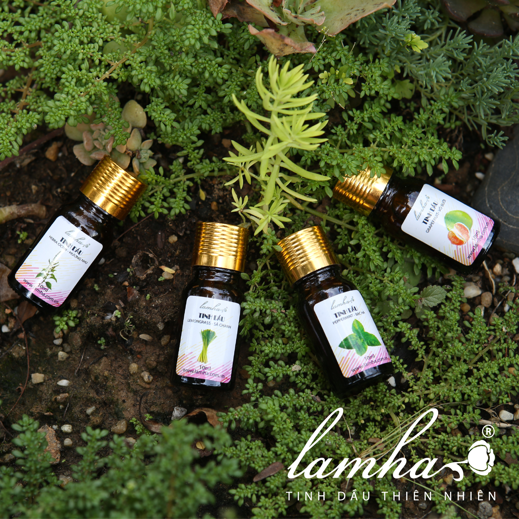 Tinh dầu Cà Phê 10ml Lam Hà