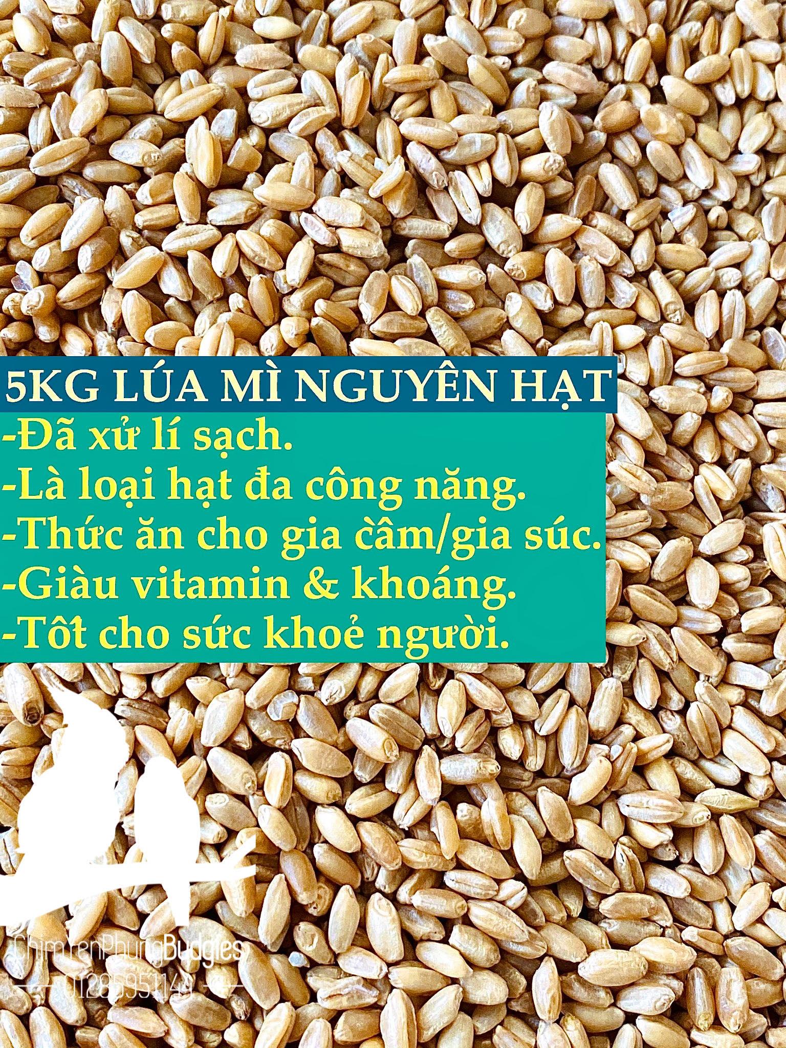 5kg lúa mì (lúa mạch) cho Gia Súc, Gia Cầm.