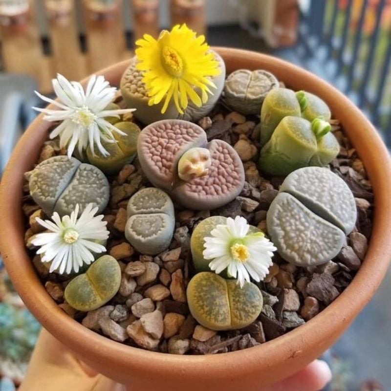 COMBO 5 CÂY SEN MÔNG - SEN LITHOP RANDOM MÀU - SIZE MINI 0.5-1 CM