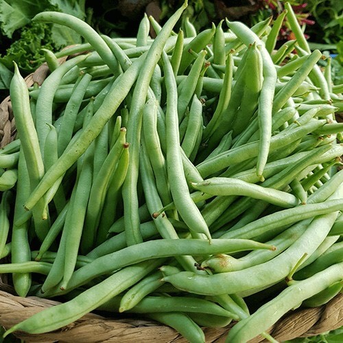 20gr hạt giống đậu que lùn - đậu cove hạt trắng dạng bụi