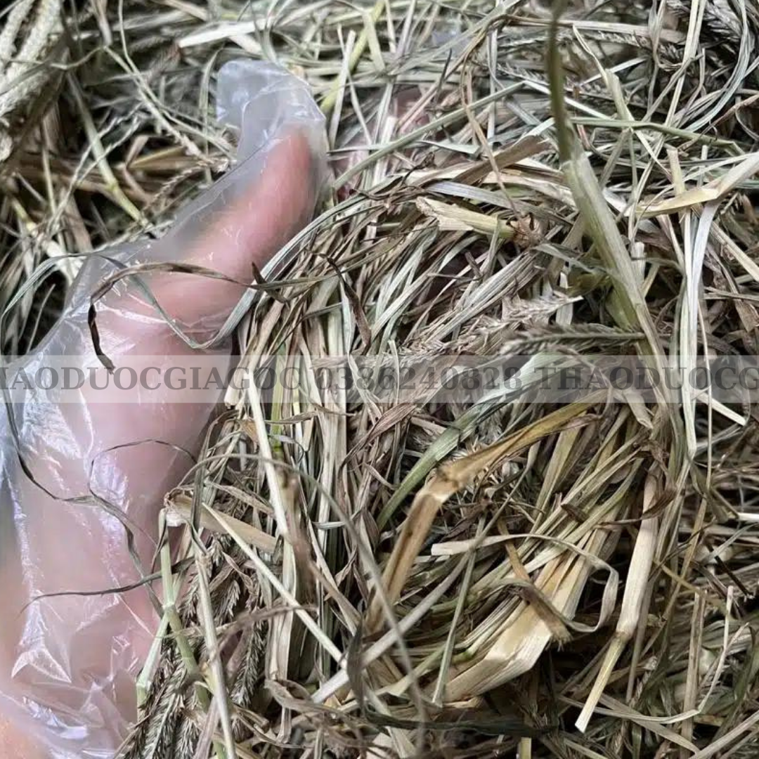 500Gr Cỏ Mần Trầu Khô