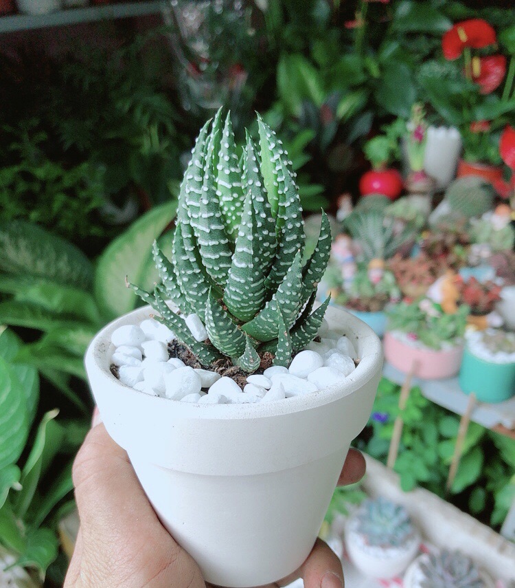 Chậu Cây Xương Rồng Búp