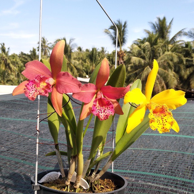 Hoa lan catt Đài Copper Queen