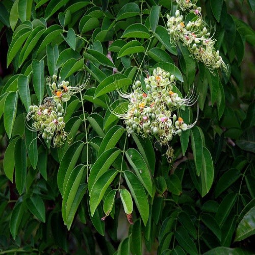Cây giống gõ đỏ - 5657