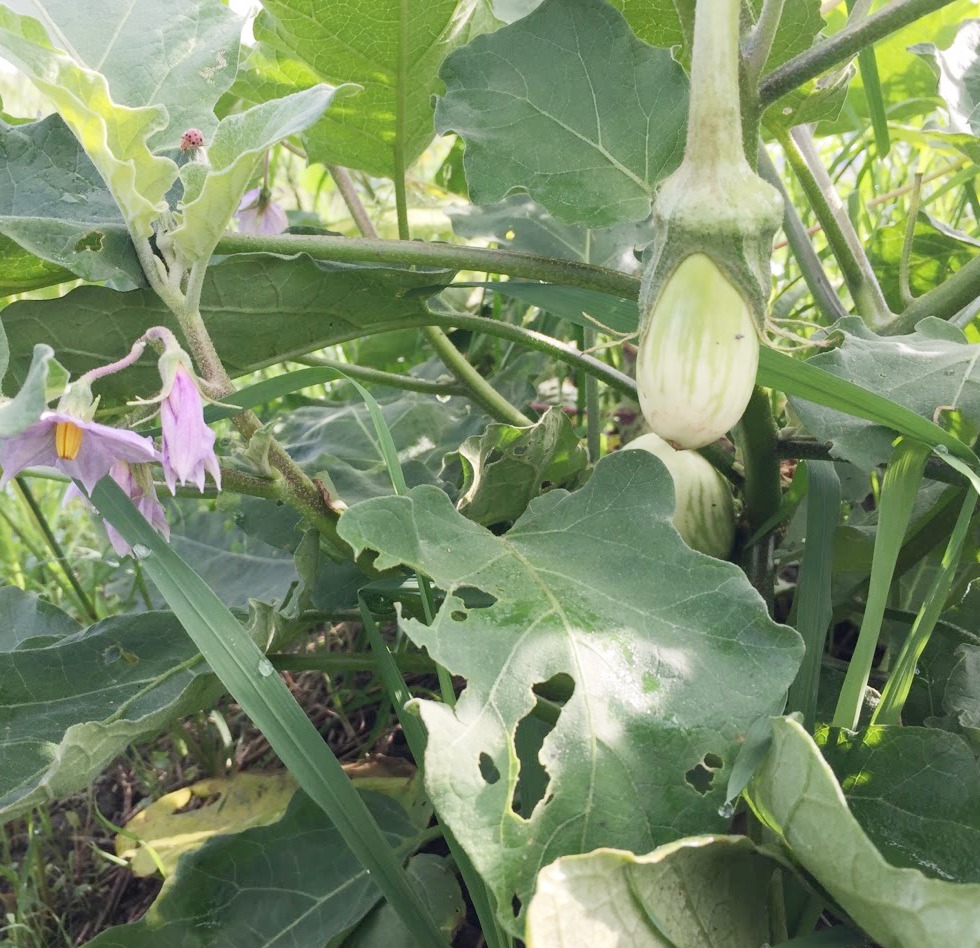 Hạt giống cà xanh sọc lem trái dài Thuận Điền ( 1gram )