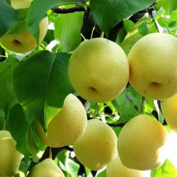 Cây lê vàng, giống lê vàng ghép cho quả sau 3 tháng