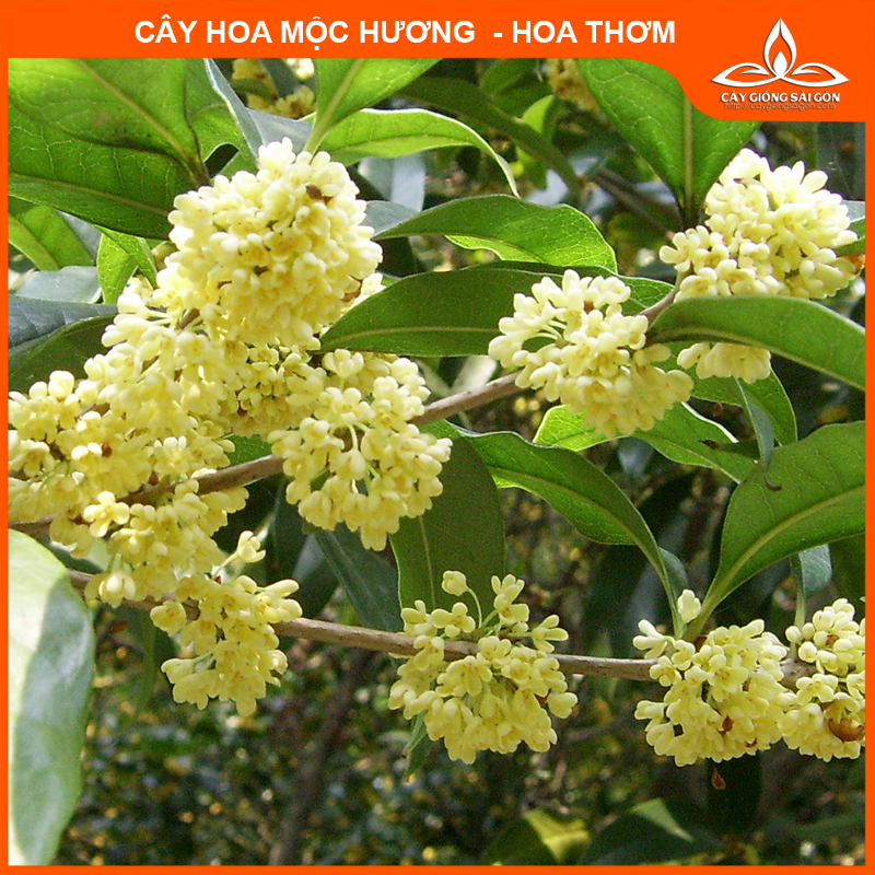 (Ảnh cuối - HCM) Combo 2 cây mộc hương ta 45-50cm hoa thơm