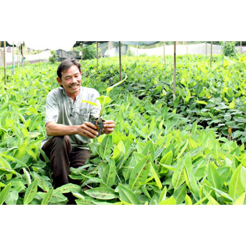 CÂY CHUỐI SỨ GIỐNG (cây giống siêu sớm có bảo hành )