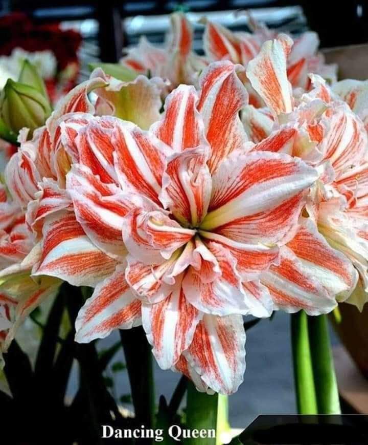 Củ Hoa Lan Huệ Kép Đại Bự