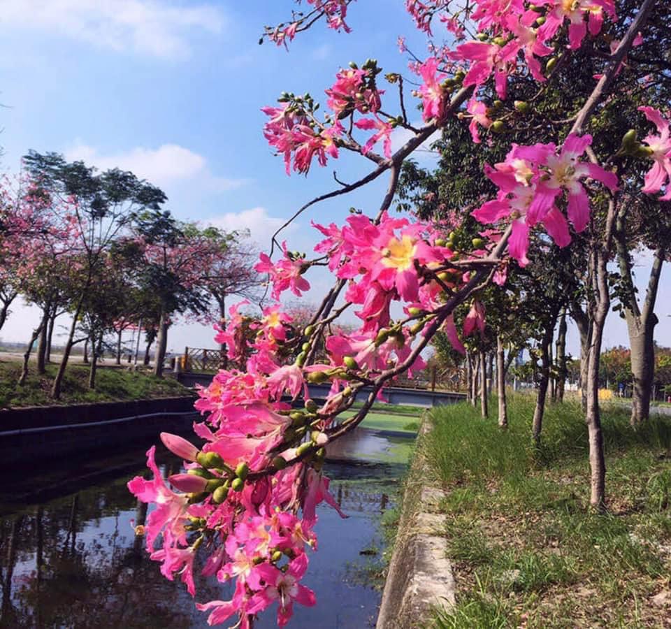 Cây mỹ nhân giống cao 40-50 cm (ảnh thật số 2