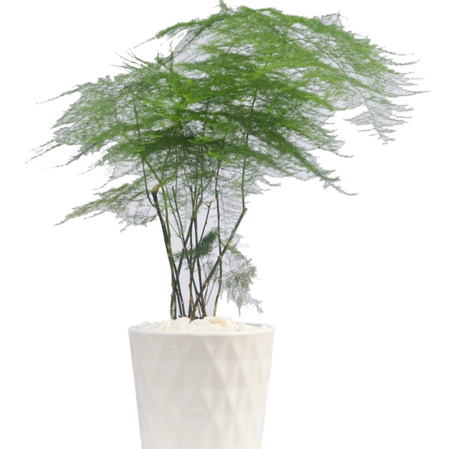 Cây kim thuỷ tùng