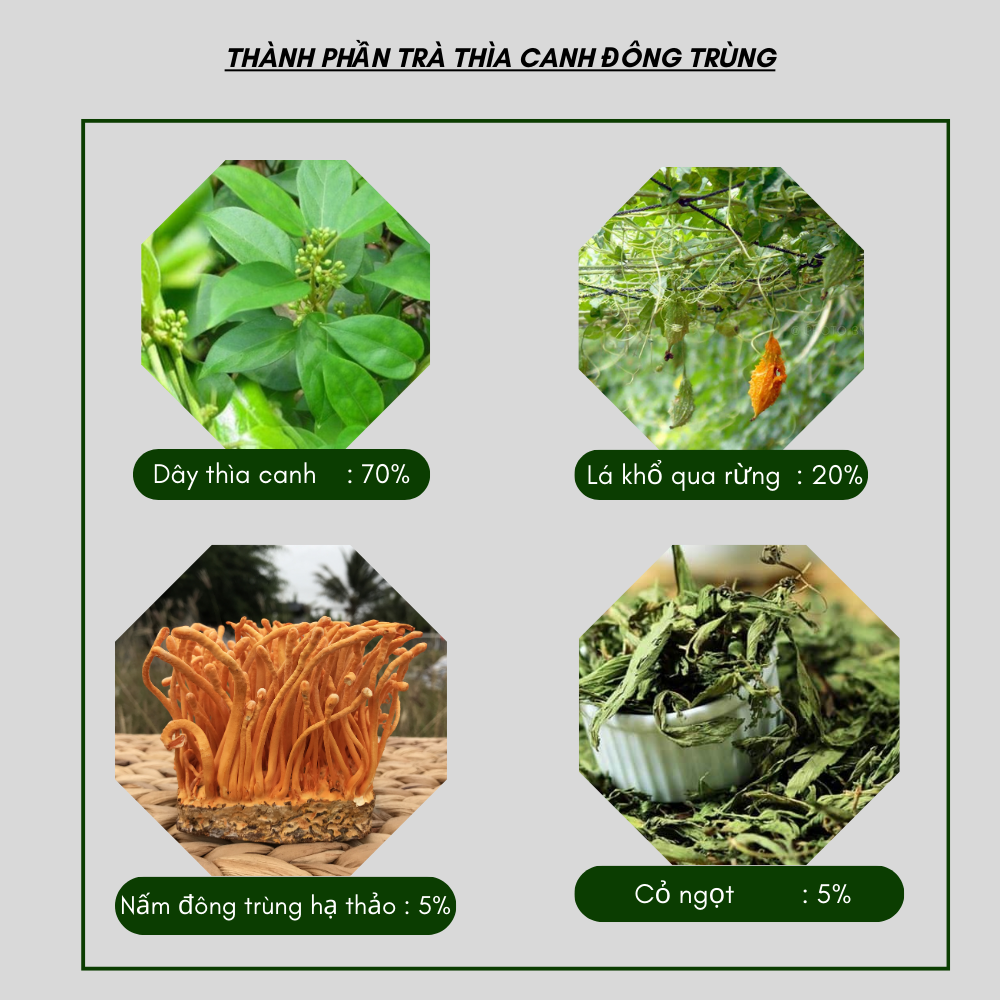 Trà túi lọc dây thìa canh đông trùng