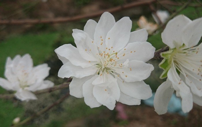 Cây giống đào bạch