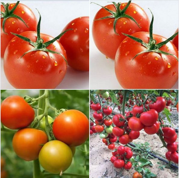 Túi 30 hạt giống cà chua đỏ arka f1 chịu nhiệt