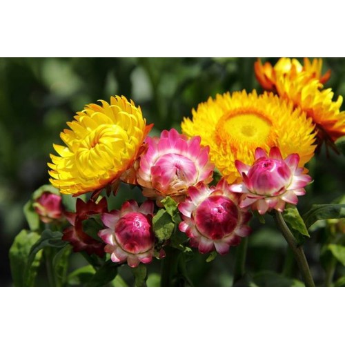 Bộ 3 gói Hạt giống hoa cúc bất tử - TẶNG 1 gói phân bón