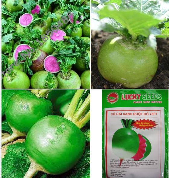 Hạt giống củ cải xanh ruột đỏ 2gram/gói