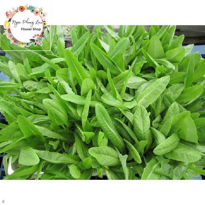 Giống Rau Cải Nhíp - Gói 10 Gram