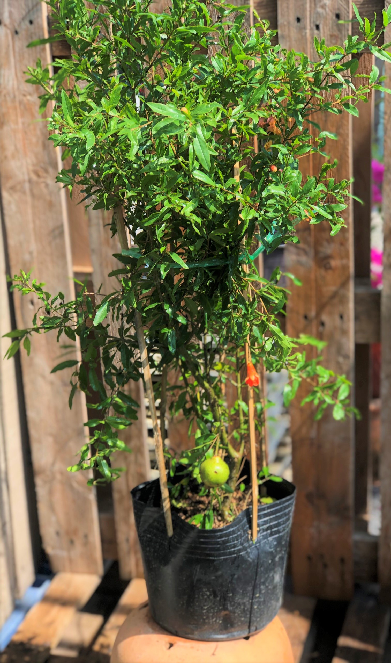 Cây lựu Thái ăn trái cho trái liền