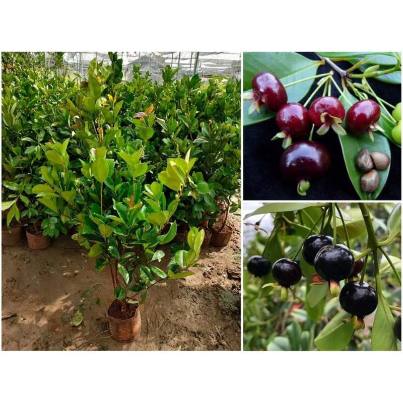 Cây giống cherry Brazil (siêu sớm)