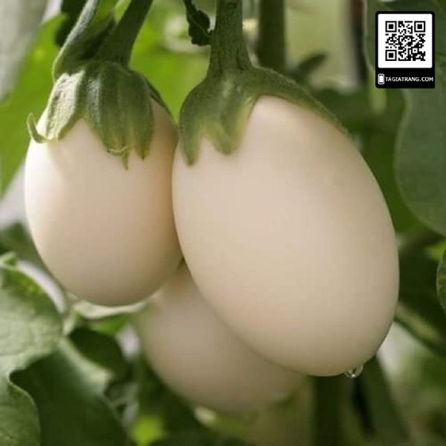 Ma77 hạt giống cà trứng ngỗng cà pháo trắng- gói 50 hạt