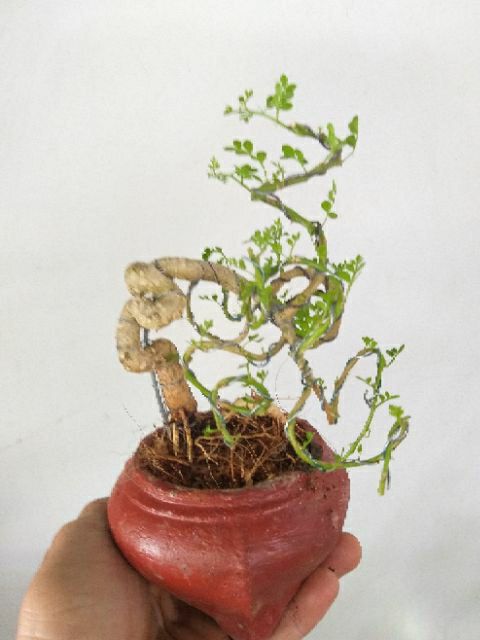 [HCM]Cần Thăng Bonsai mini