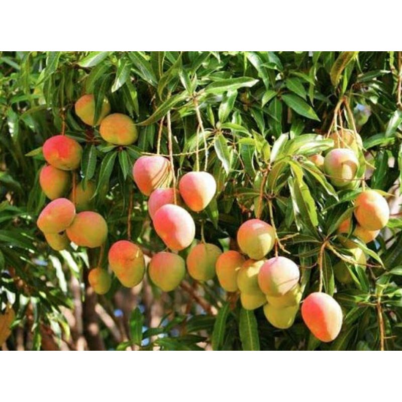 CÂY giống xoài úc