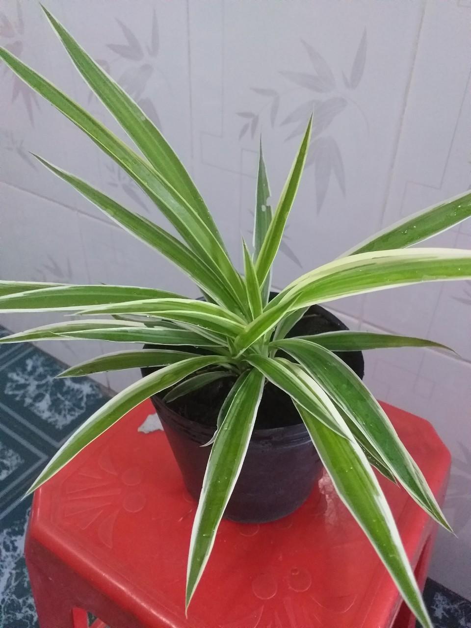Combo 03 chậu Cây Dây Nhện