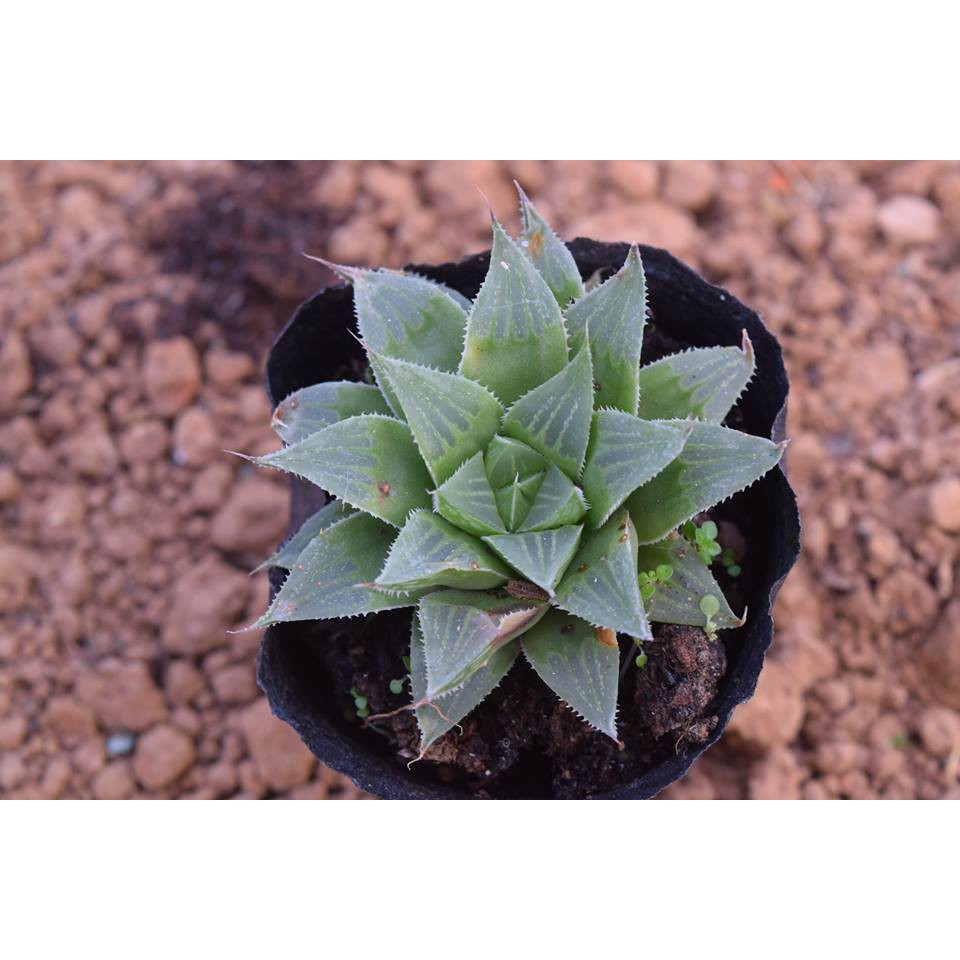 Sen Đá Haworthia Guốc Sao Gai