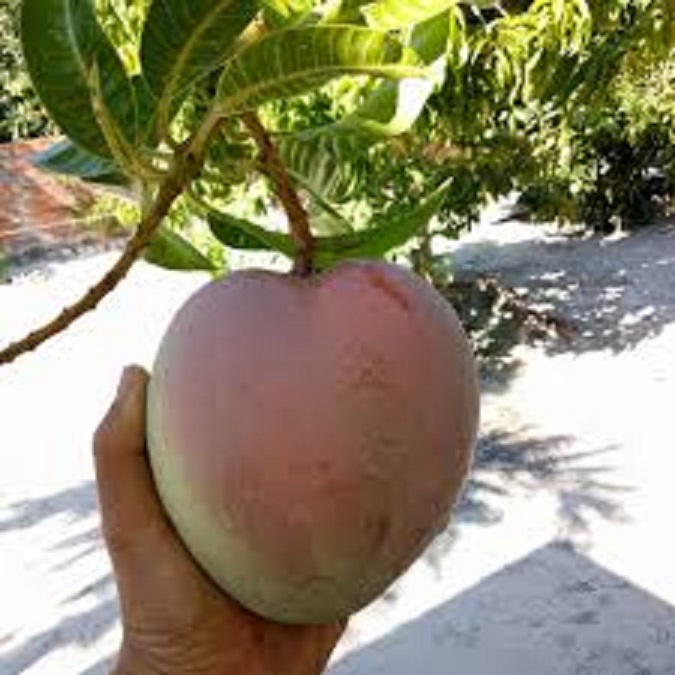 Cây XOÀI ÚC