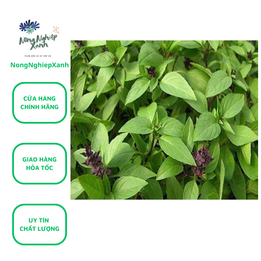 Mammoul cinnamon vegetable seed with 5gr bubble pack