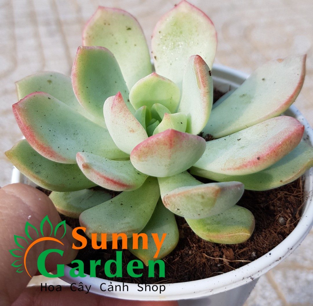 Sen Đá Má Hồng Chậu Trung