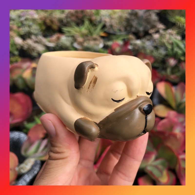 CHẬU THÚ CHÓ PUG SIÊU XINH LỖI 1 ĐỔI 1