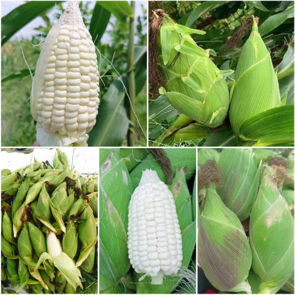 Hạt Giống Ngô Nếp Julia Thái Lan