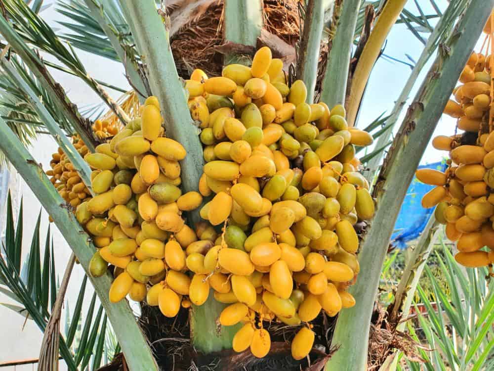 CÂY GIỐNG CHÀ LÀ LÙN TRUNG ĐÔNG