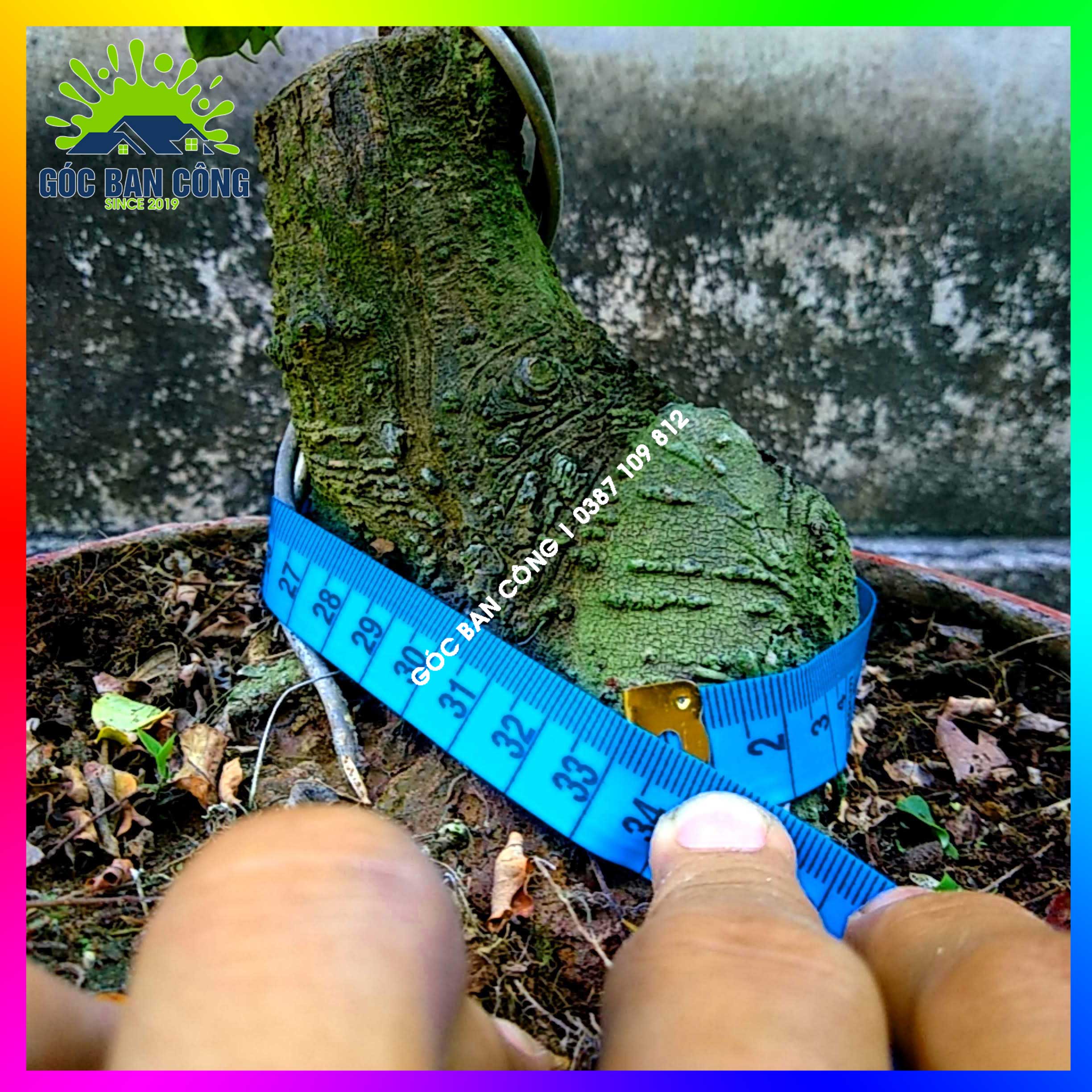 Cây Khế Bonsai Mini Gốc Quái - KBS18