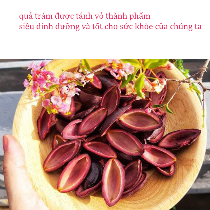 Cây trám đen nếp ghép cây cao 1m