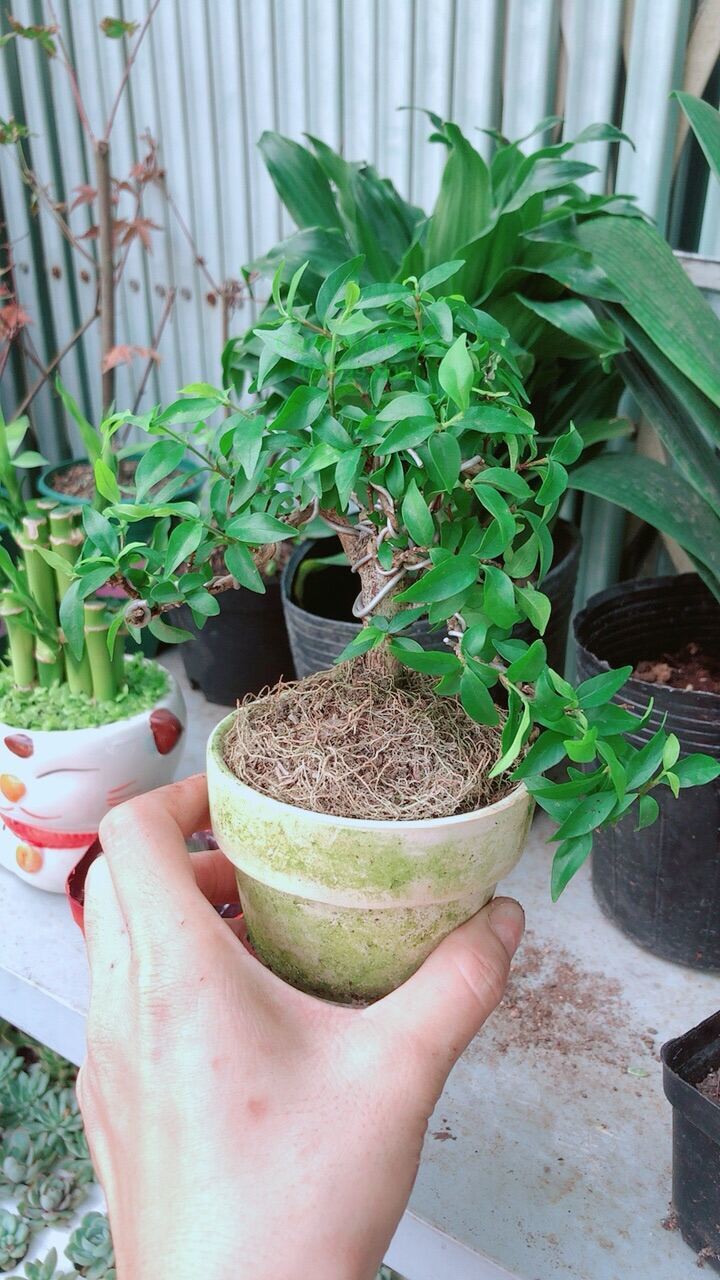Mai Chiếu Thuỷ Bonsai