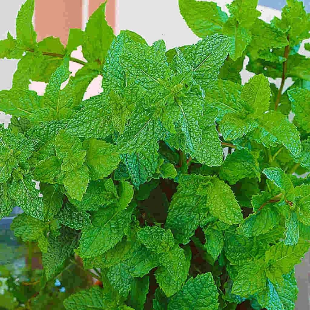 Hạt Giống Bạc Hà Mint (Húng Lủi  Âu) - Gói 100 Hạt (ECO.012)