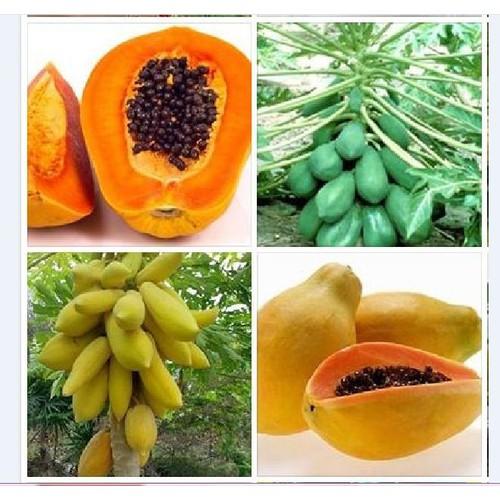 Combo 2 gói hạt giống đu đủ lùn ( đu đủ vàng 5 hạt + đu đủ lùn xanh 10 hạt )