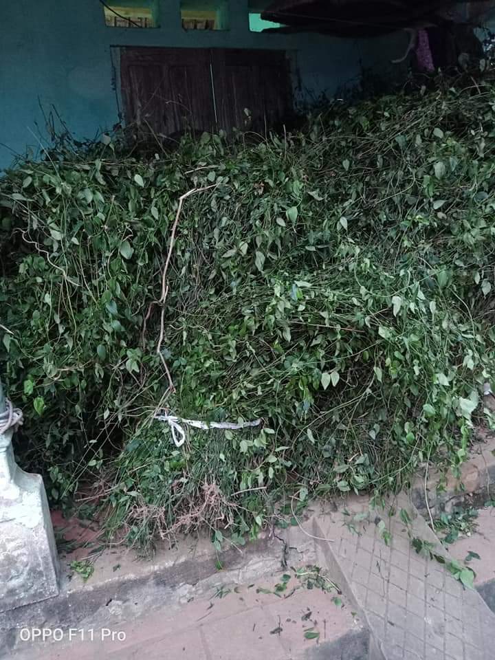 1kg lá tắm người dân tộc Dao Đỏ