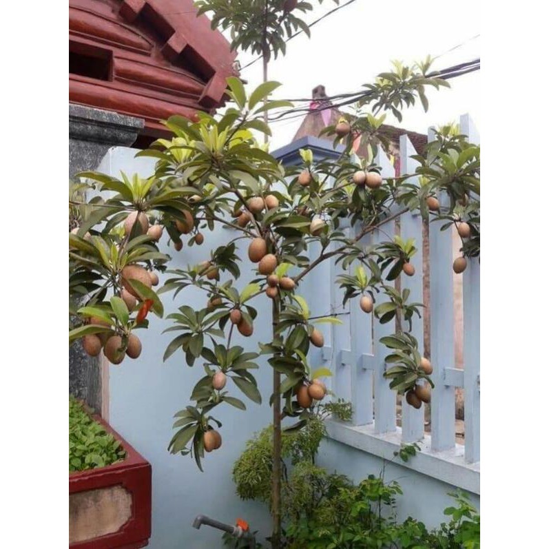 Hồng xiêm xoài