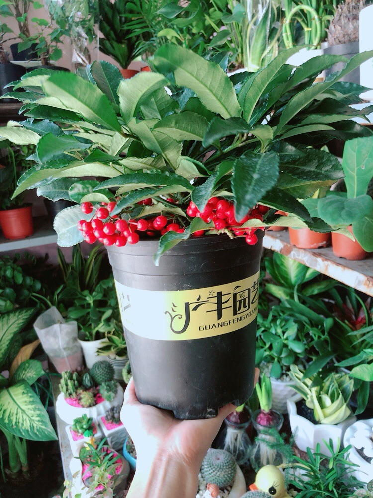 Kim Ngân Lượng Mẫu Để Bàn